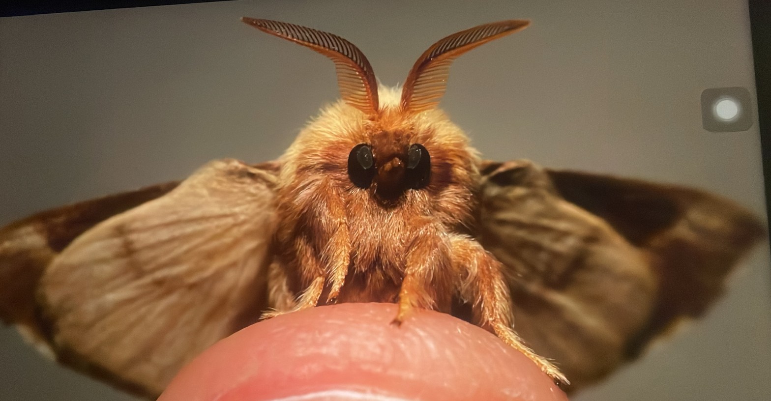 Licht und Insekten und andere Arten – eine Zusammenfassung aktueller&nbsp;Untersuchungen