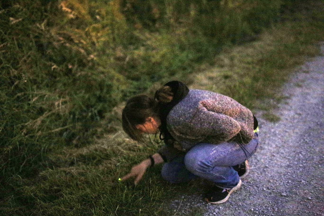 Sind Glühwürmchen erst verschwunden,&nbsp;…