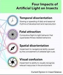 „Insektenfreundlich“ ist nur das Licht von Sonne, Mond und&nbsp;Sterne!