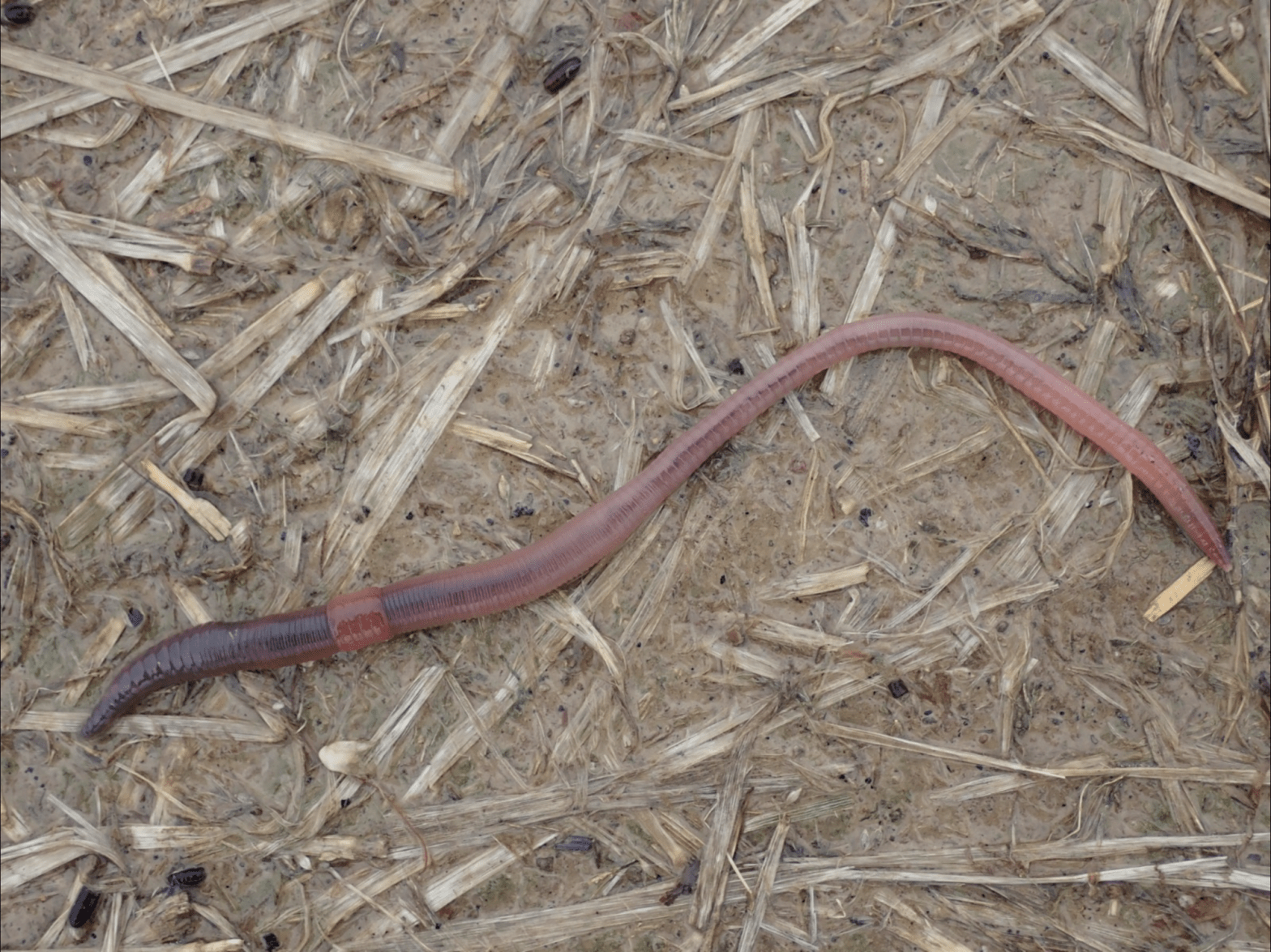 Regenwürmer machen‘s nur, wenn es dunkel&nbsp;ist